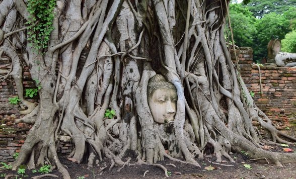 ワットマハタート 着